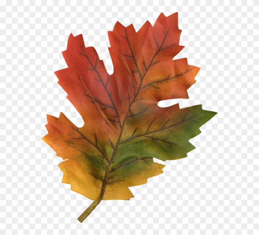 Hakan Sobaci Adlı Kullanıcının Yapraklar, Sonbahar - Maple Leaf Clipart