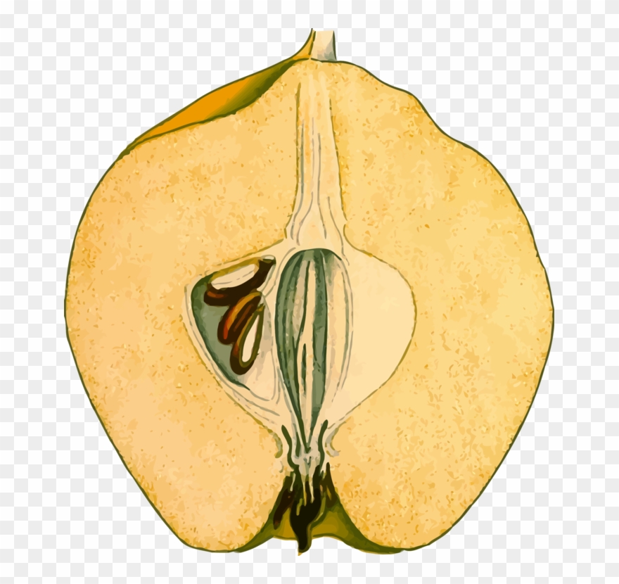 All Photo Png Clipart - Quinceclipart Transparent Png