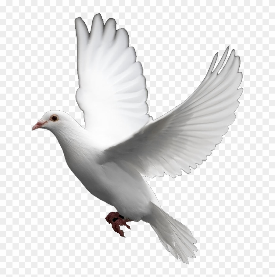 Pigeon Clipart In Flight - Transparent Dove - Png Download