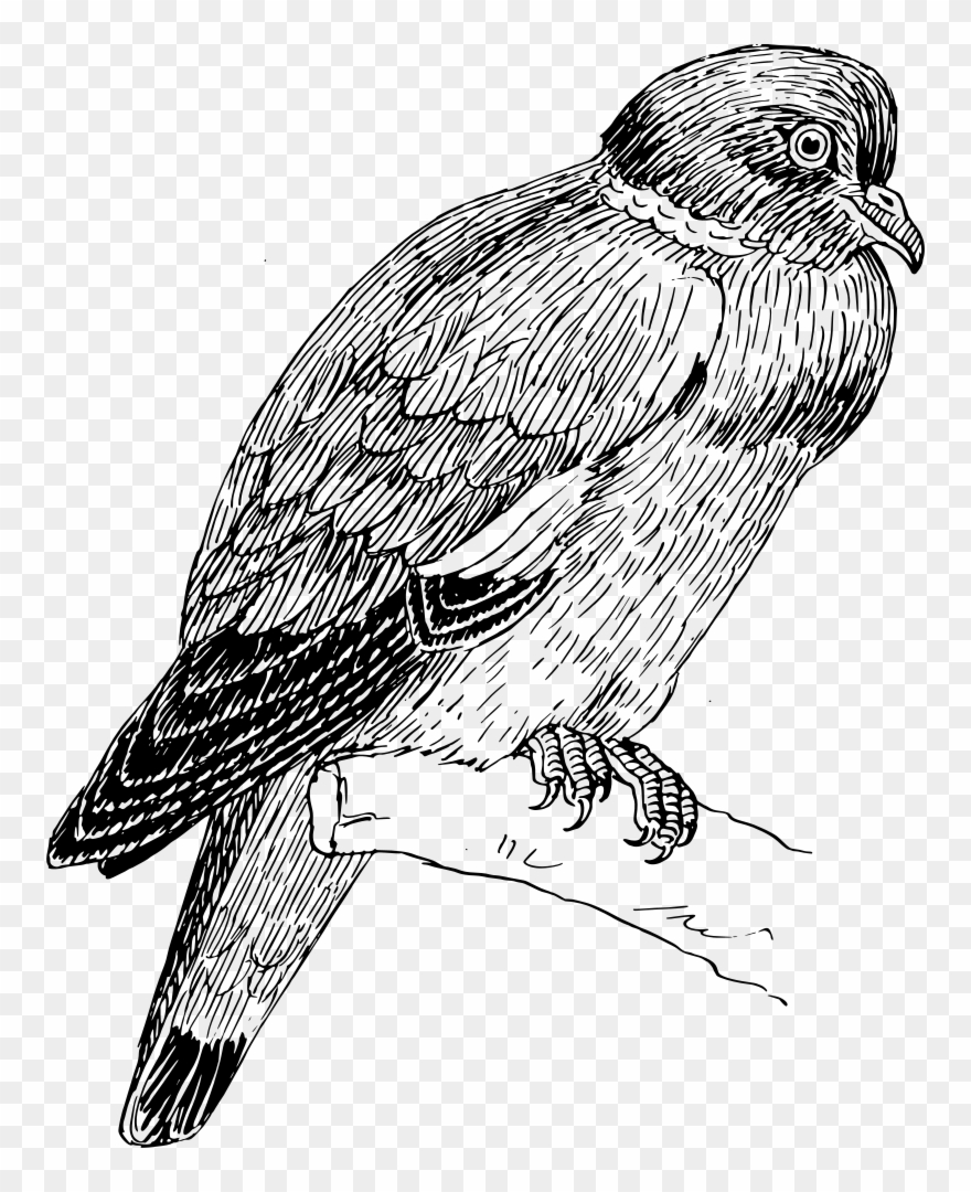 Ring Dove - Portable Network Graphics Clipart