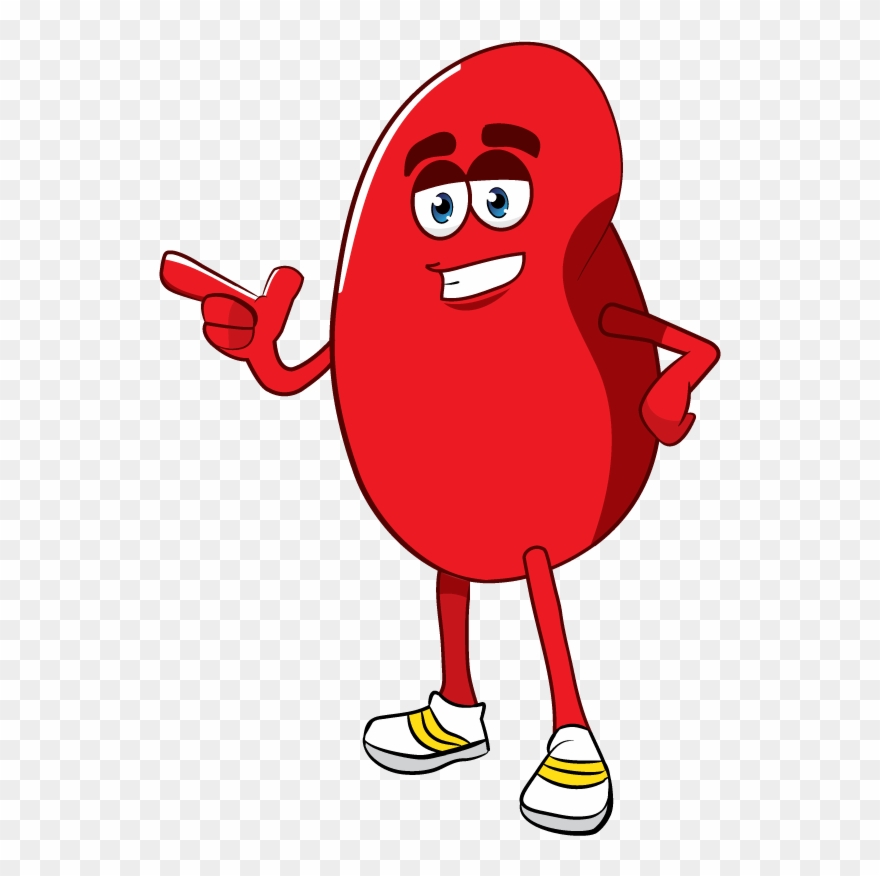 Free Cartoon Photo - Cartoon Kidney Png Clipart