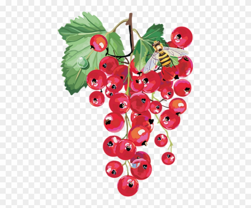 Dibujos De Frutos Silvestres Clipart