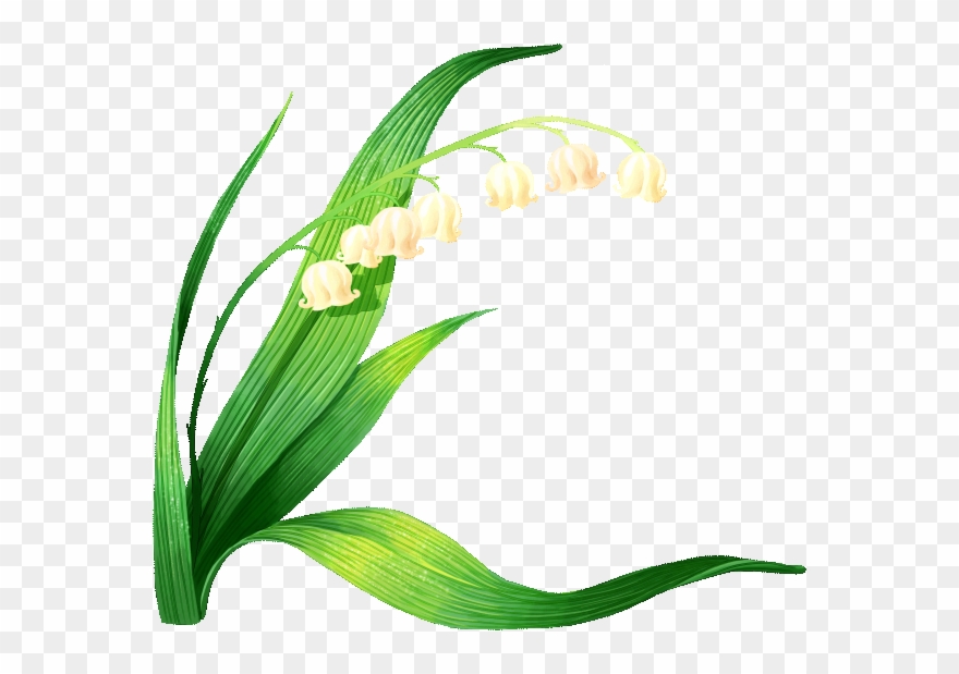 Muguet - Lily Of The Valley Vector Clipart