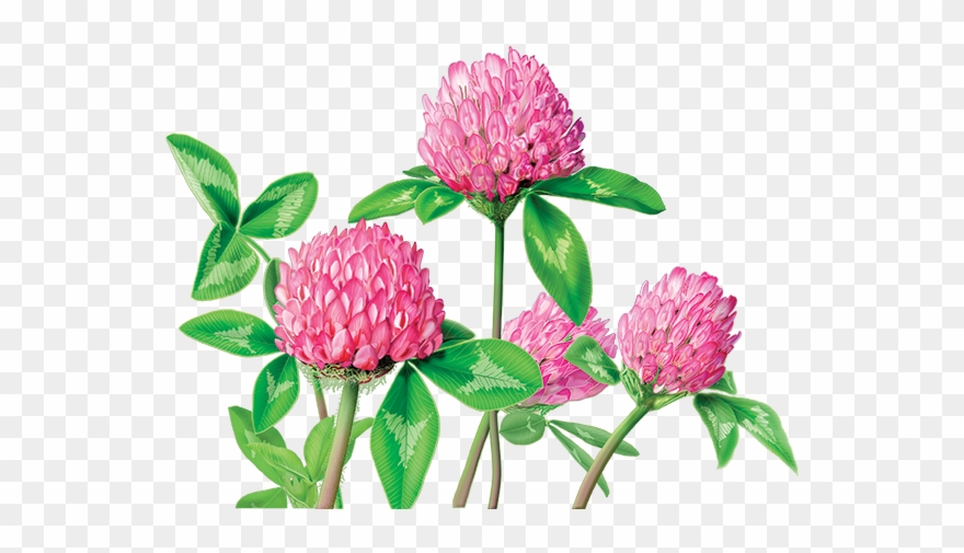 Clover Flower Png - Alvita Red Clover Tea Clipart