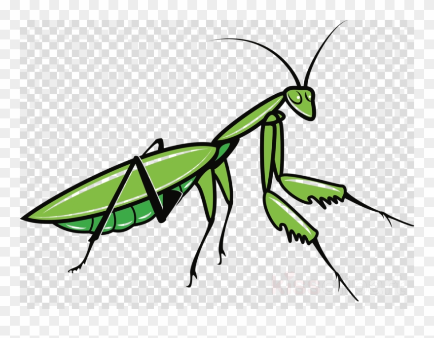 Praying Mantis Clipart Insect Clip Art - Praying Mantis Clipart - Png Download