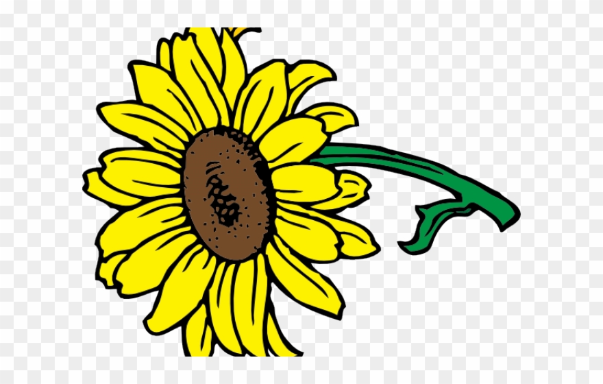 Helle Sonnenblume Mit Blätter Kissen Clipart
