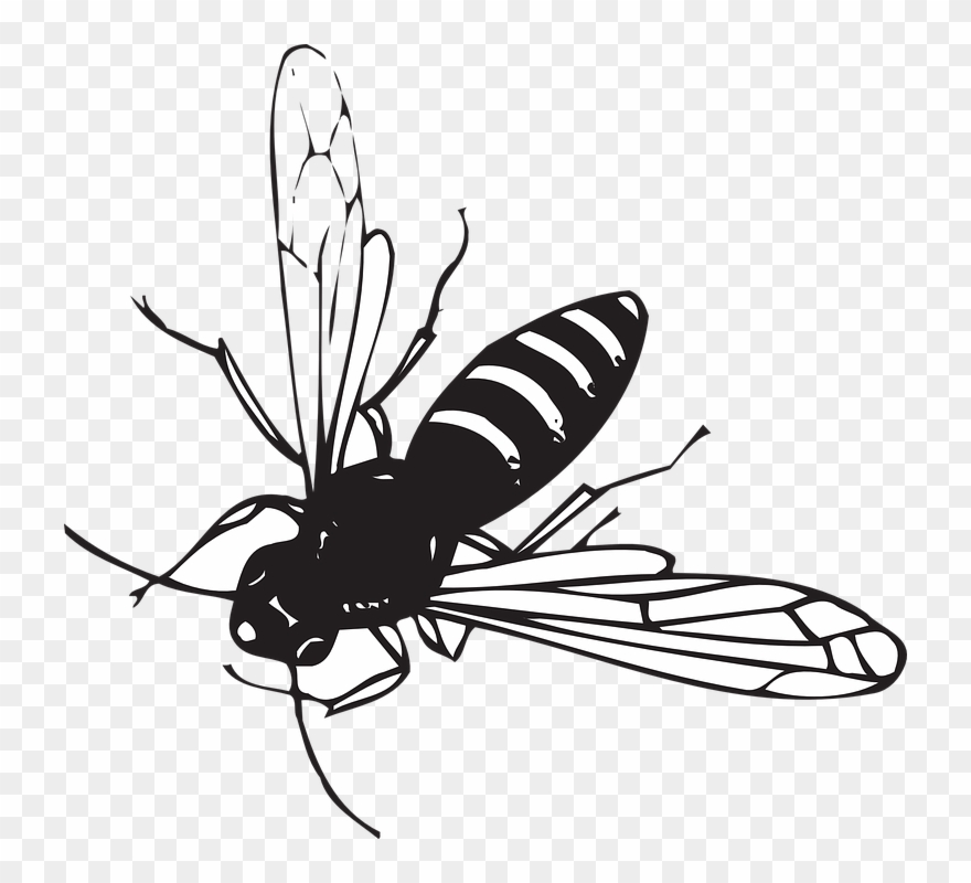 Small Striped Black Bug With Wings Clipart