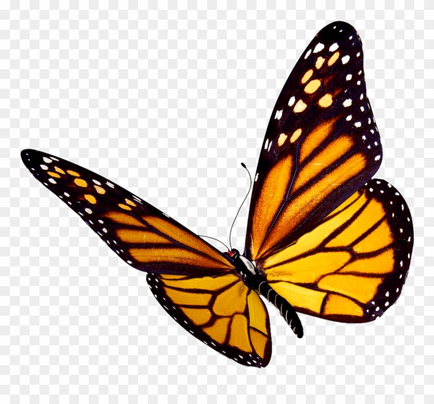 Transparent Background Monarch Butterfly Clipart - Png Download