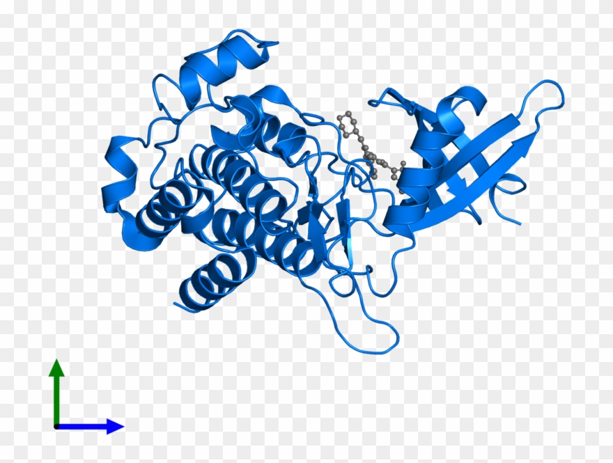 Activin Receptor Clipart
