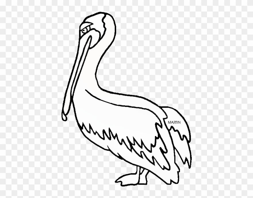 Brown Pelican - Brown Pelican Black And White Clipart - Png Download