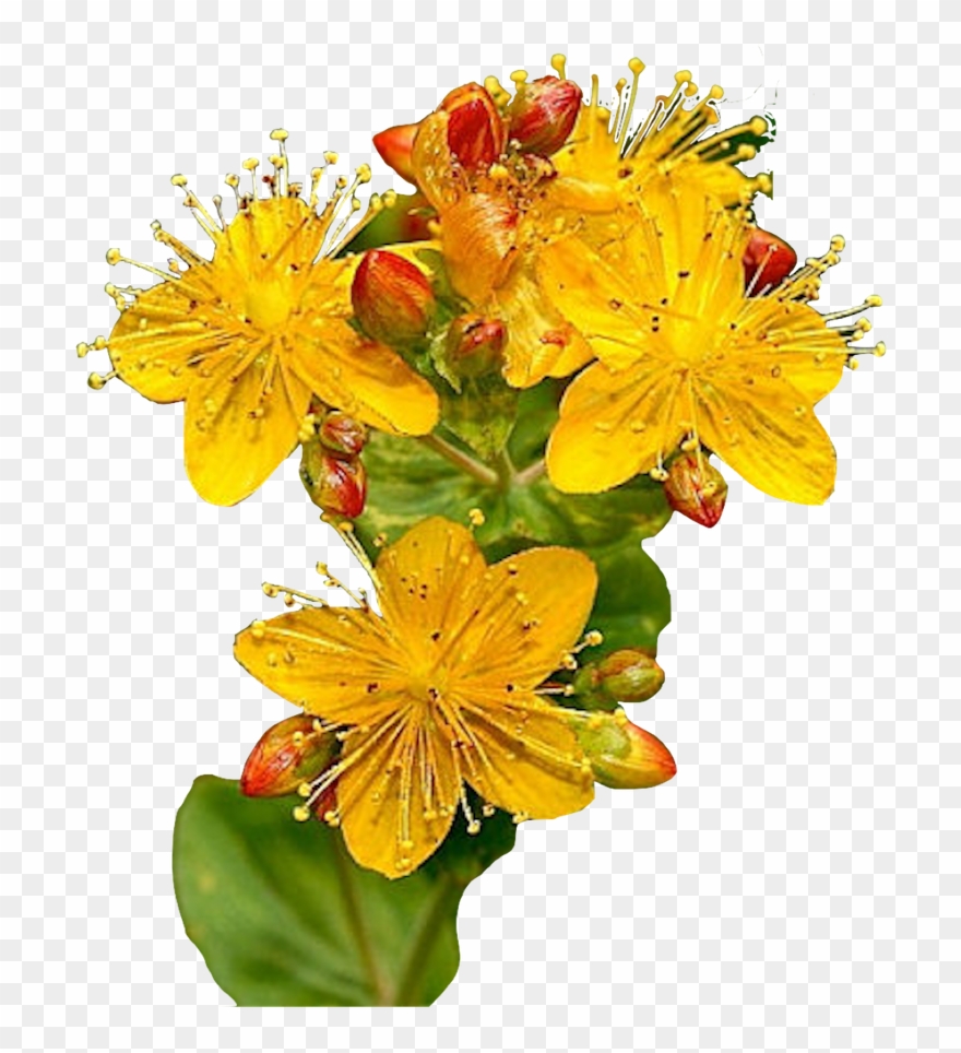 Perforate St John's Wort Clipart