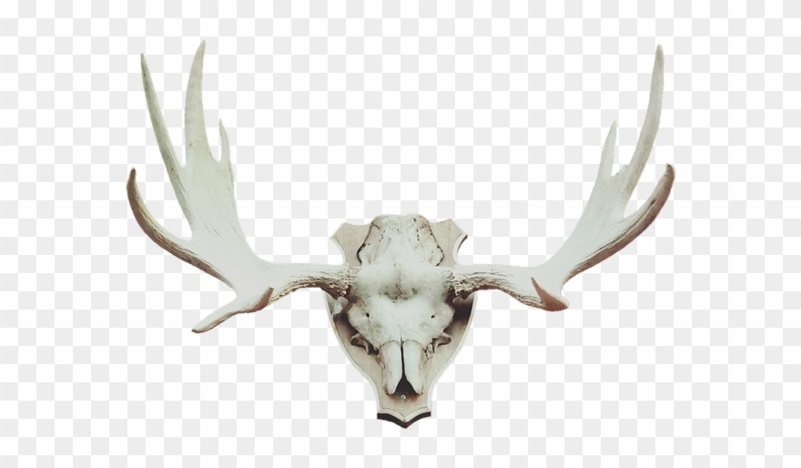 Easter Moose Cliparts 22, Buy Clip Art - Animal Trophy Png Transparent Png