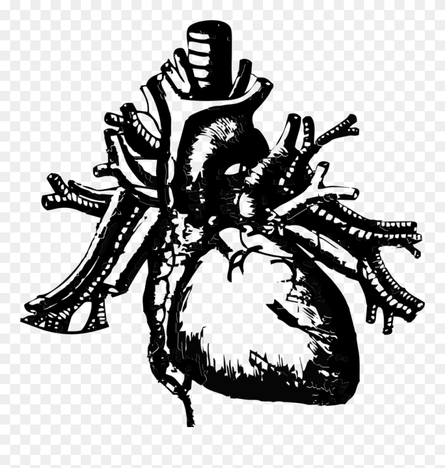 These Fatty Acids Can Do Wonders For Your Cardiovascular - Anatomia Coração Png Clipart