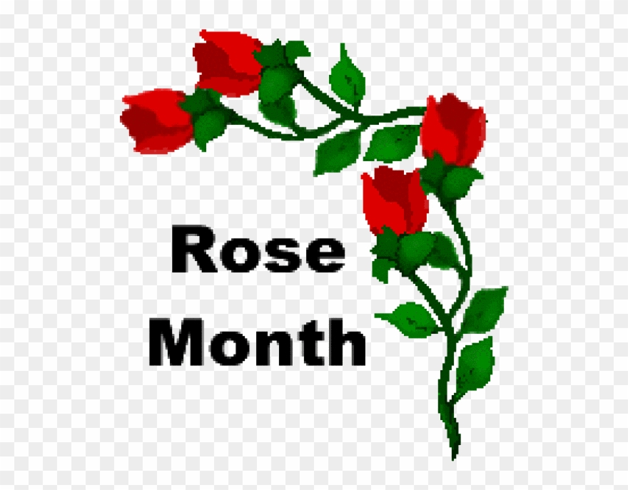 Red Rose Clipart Divider - Red Rose Clip Art - Png Download