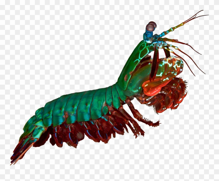 Oatmeal Mantis Shrimp Pea Shrimp Comic Oatmeal Icon - Strange Survivors: How Organisms Attack And Defend Clipart