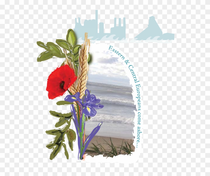 Oriental Poppy Clipart