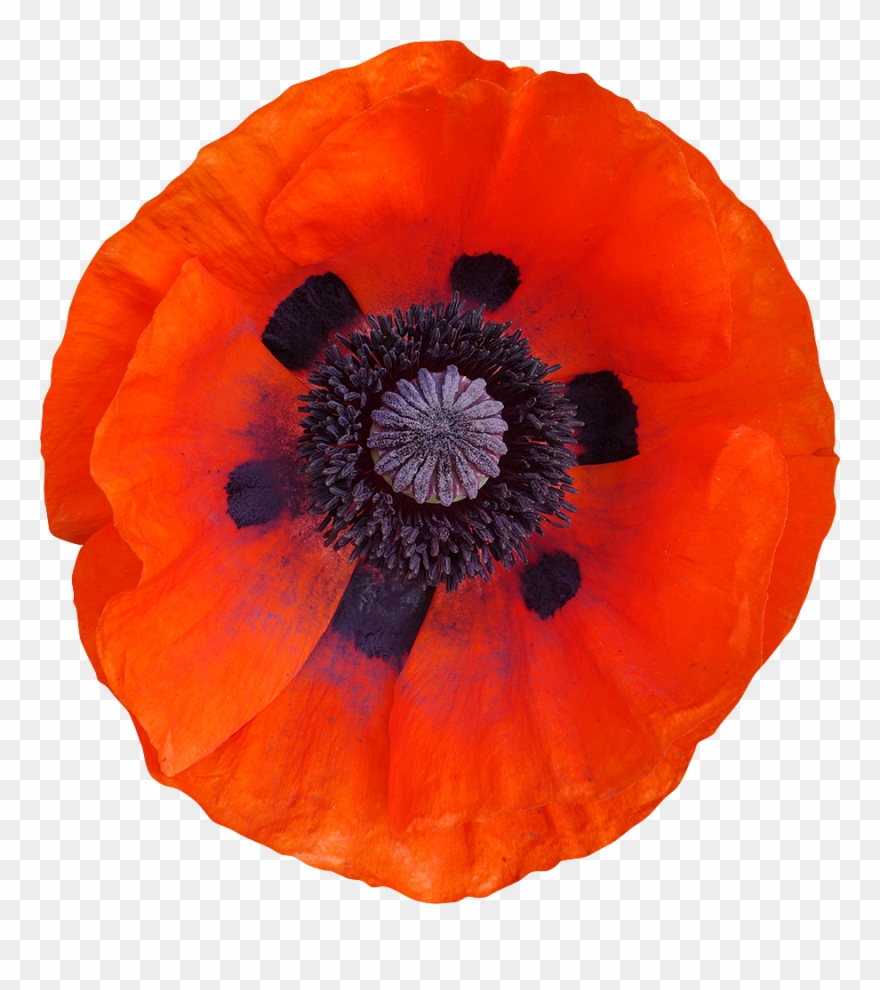 32 Photo Fleurs Deto - Coquelicot Png Clipart