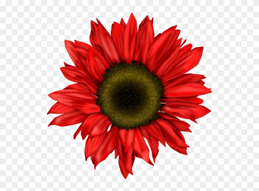 0 57195 364c092f Orig - Red Gerbera Flower Clipart