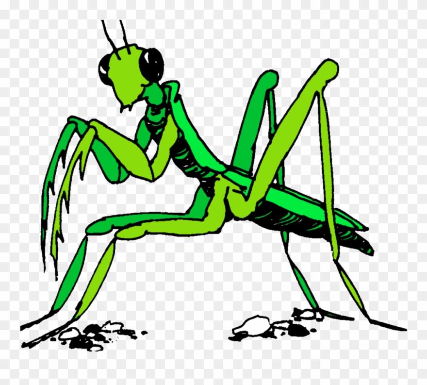 Praying Mantis Clipart Stick Insect - Transparent Praying Mantis Clipart - Png Download