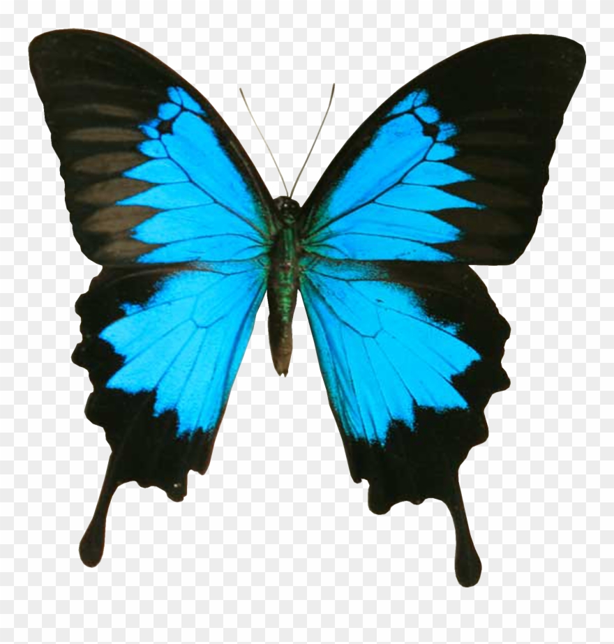 Blue And Black Butterfly Clipart - Papilio Ulysses - Png Download