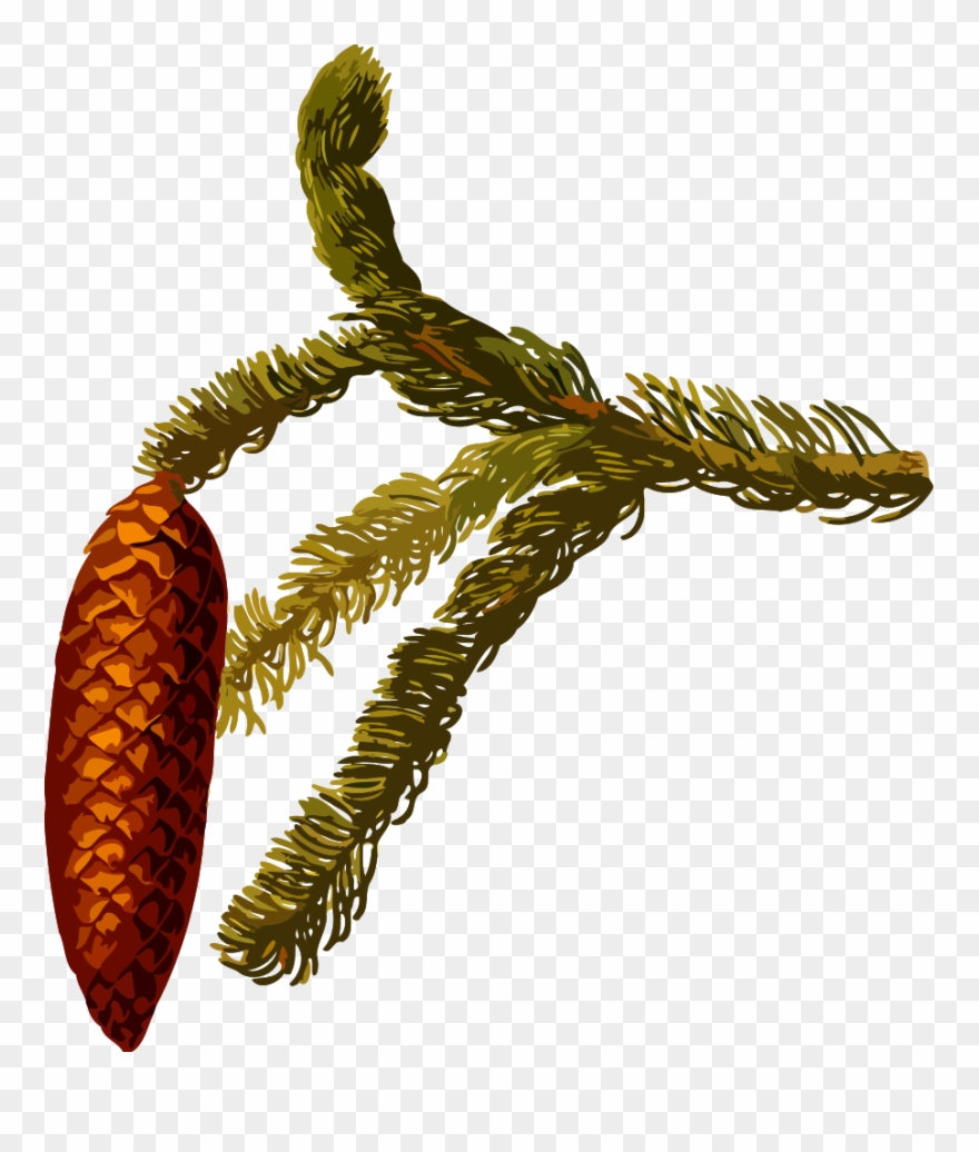 Common Spruce - Picea Abies Clipart