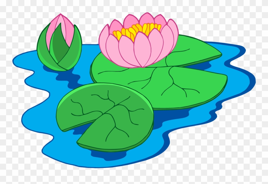 Nymphaea Alba Clip Art - Clip Art Of Water Lily - Png Download