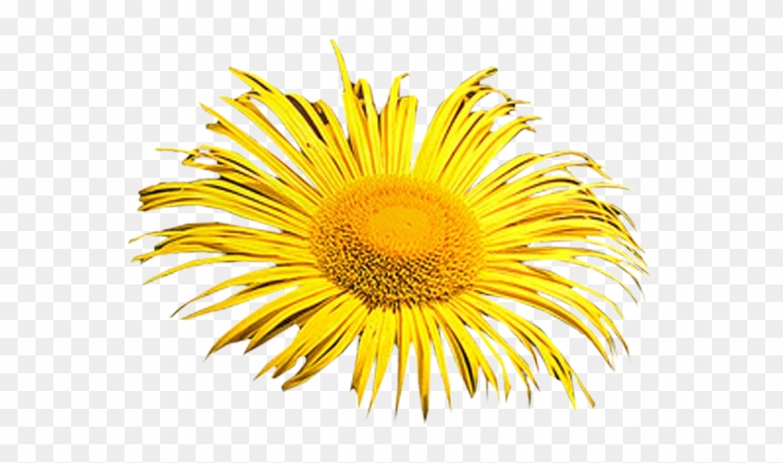 Download Cliparts And Objects In Full Resolution Please - Wallpaper - Png Download