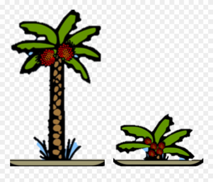 Palms Of Different Ages Need Different Amounts Of Fertiliser Clipart