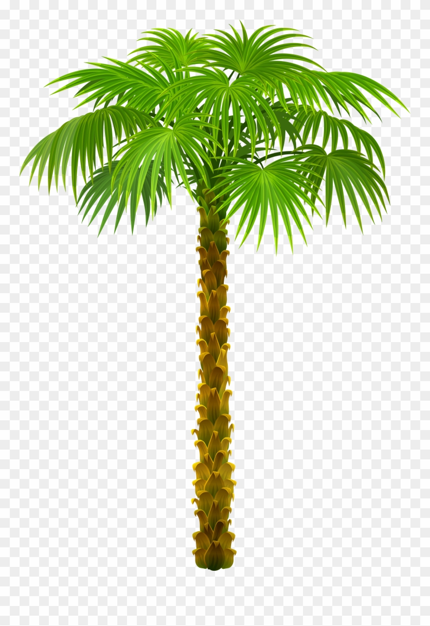Palm Tree Png Clipart Picture Transparent Png