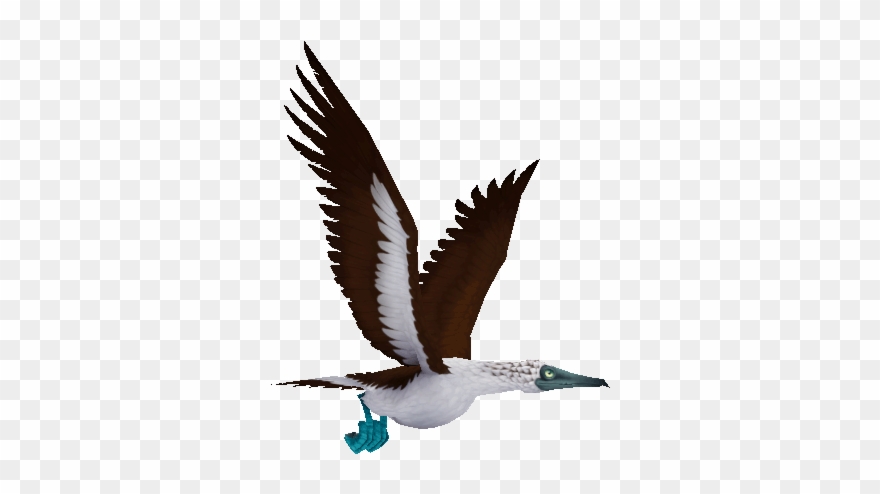Flying Booby - Gull Clipart