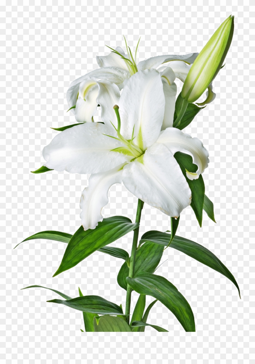 Easter Lily Garland Png Picture Free - Transparent White Lily Png Clipart