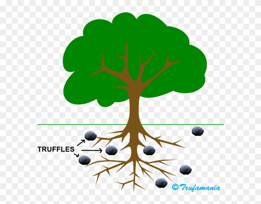 Mycorrhize - Tree Clip Art - Png Download