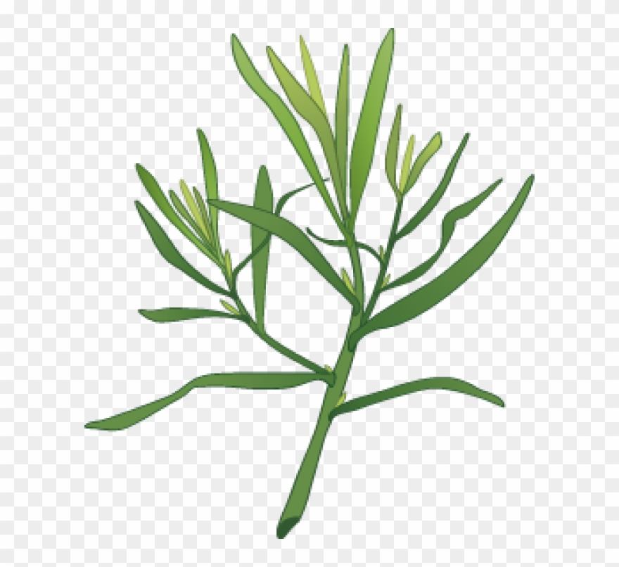 Garlic Clipart Herb Spice - Dill Plant Clipart - Png Download