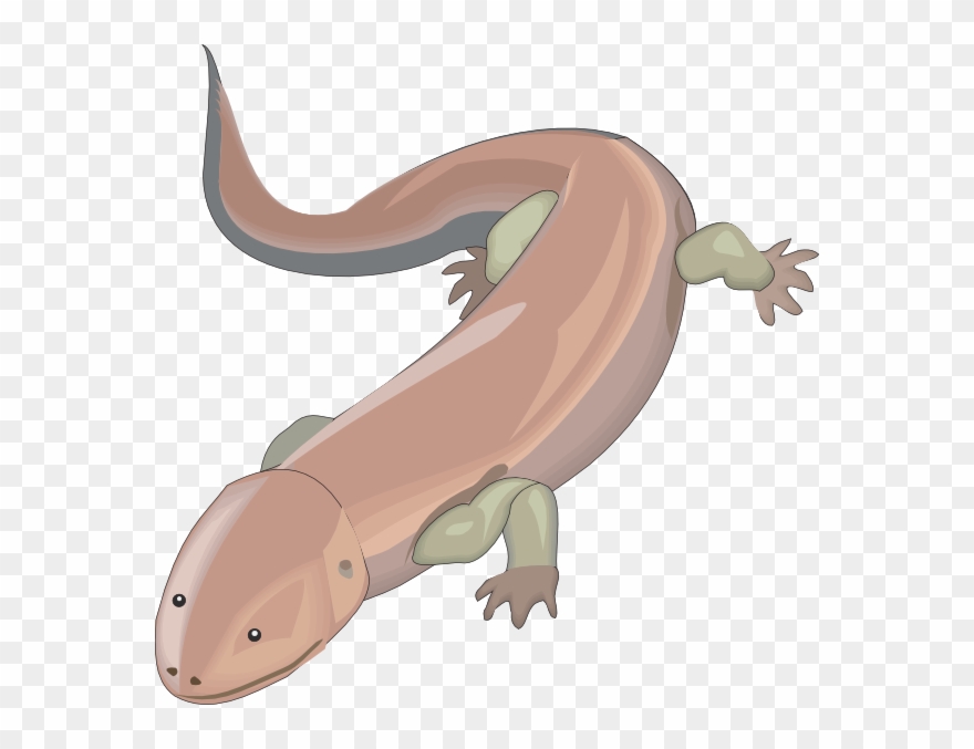 Chinese Giant Salamander Clipart - Png Download