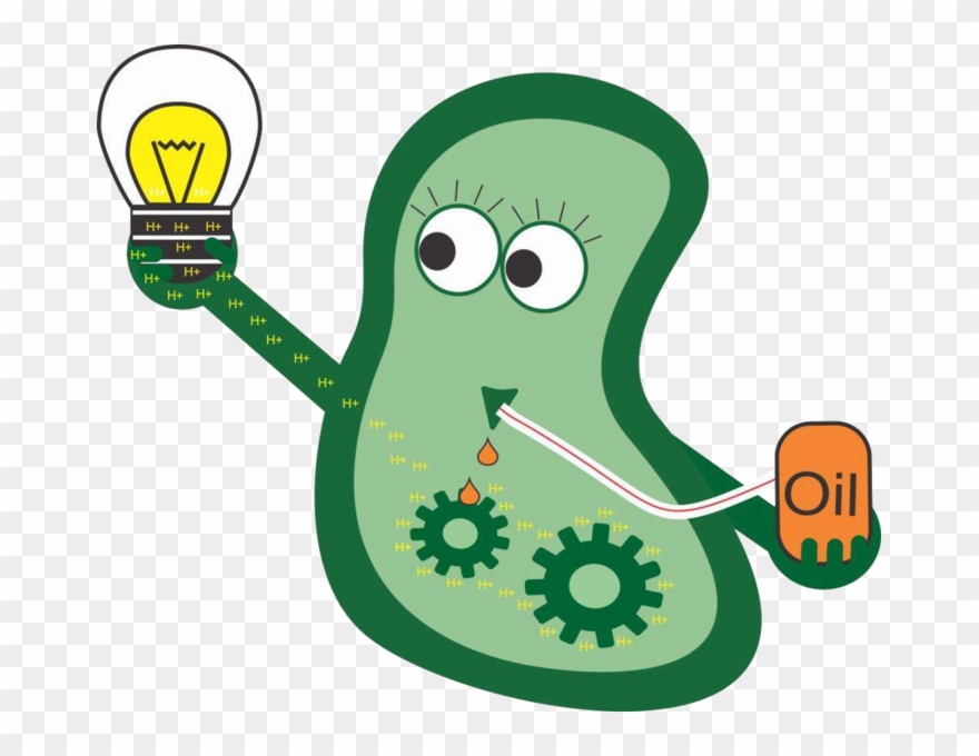 Bacteria Clipart Transparent Background - Bacteria - Png Download