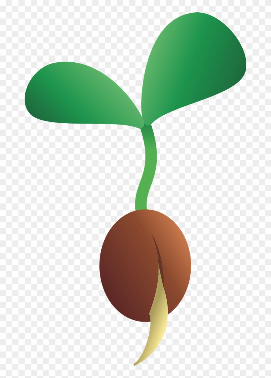 Freshgarlic Net Organic Garlic - Seed Growing Cartoon Clipart
