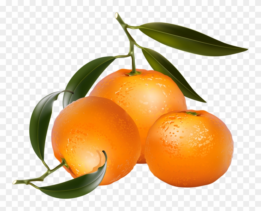 Clip Art Of Citrus Fruit - Free Clip Art Oranges - Png Download