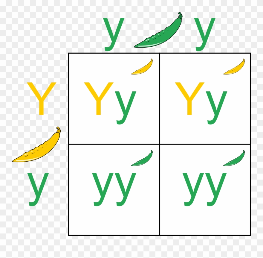 Image From Wikimedia Commons - Punnett Square Clipart