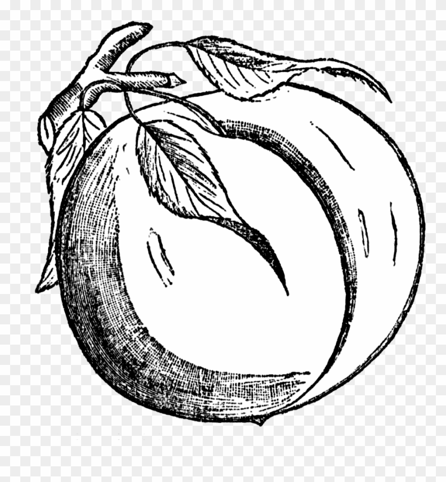 Peach Clip Art Free Free Clipart Image Image - Black And White Clipart Peach - Png Download