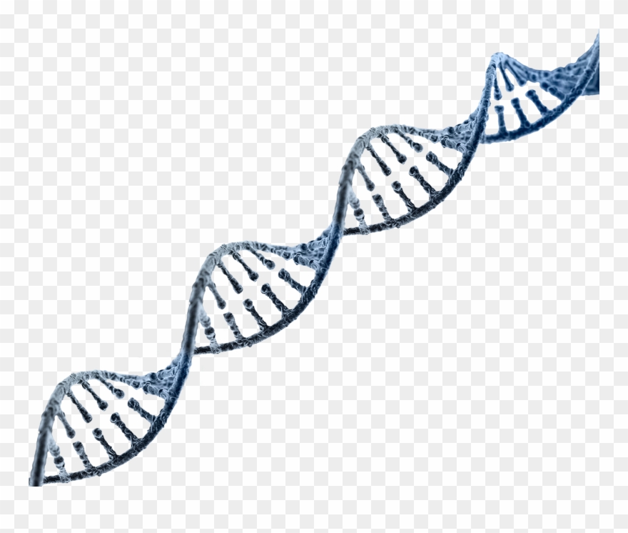 Strand Images Reverse Search Clipart