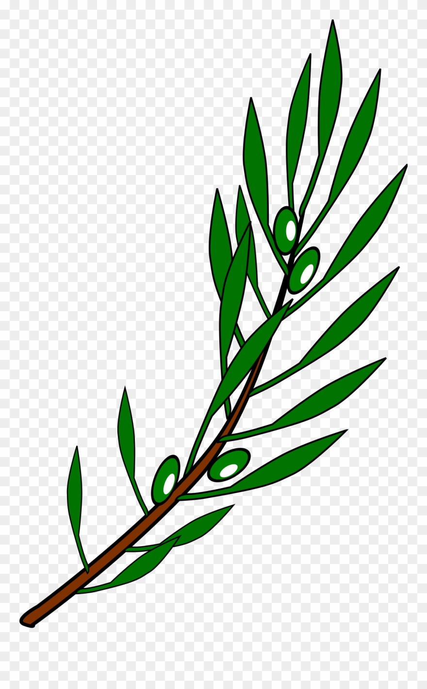 Open - Rama De Olivo La Paz Clipart