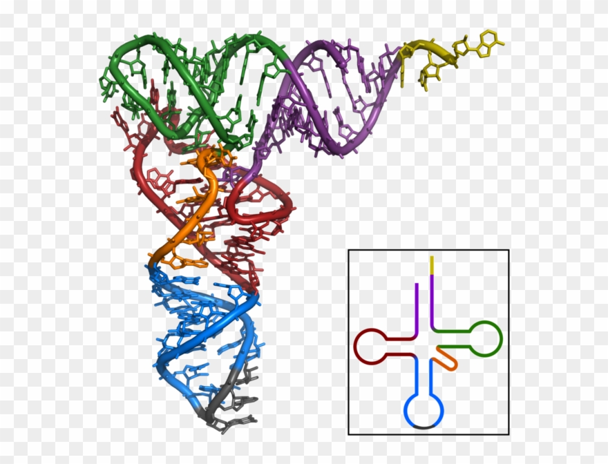 Dna Clipart Macromolecule - Trna Function - Png Download