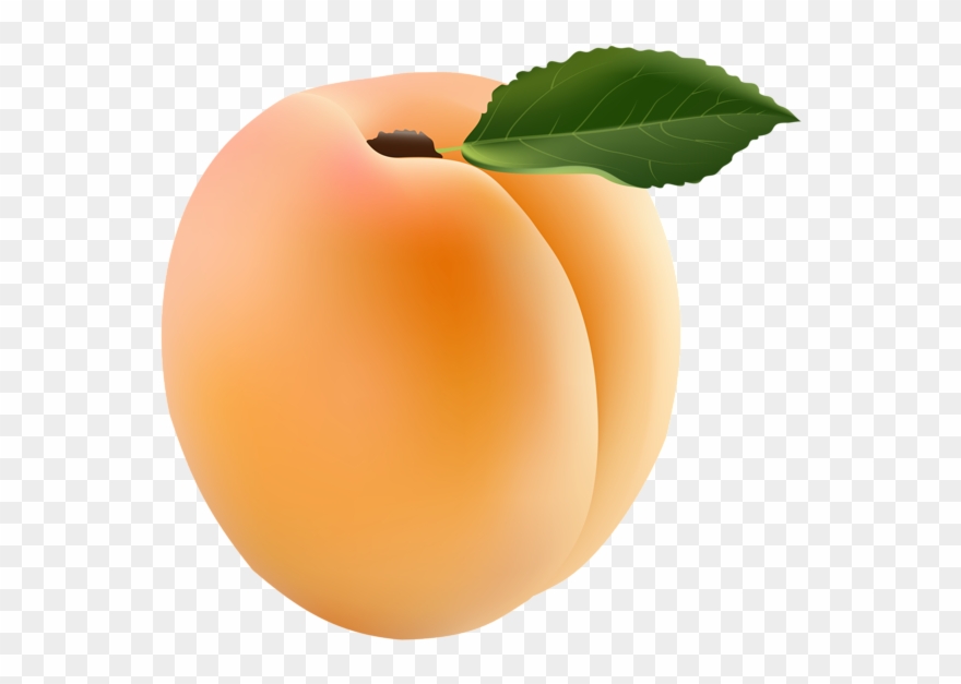0, - Apricot Png Clipart Transparent Png