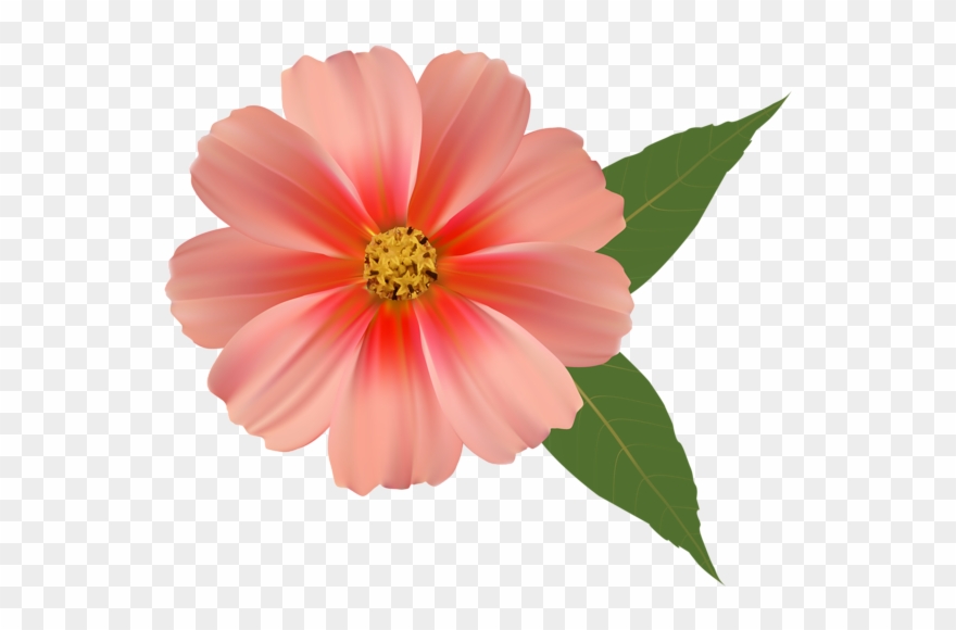 Flower Png Images, Orange Flowers, Gourds, Flower Art, - Цветок Png Clipart