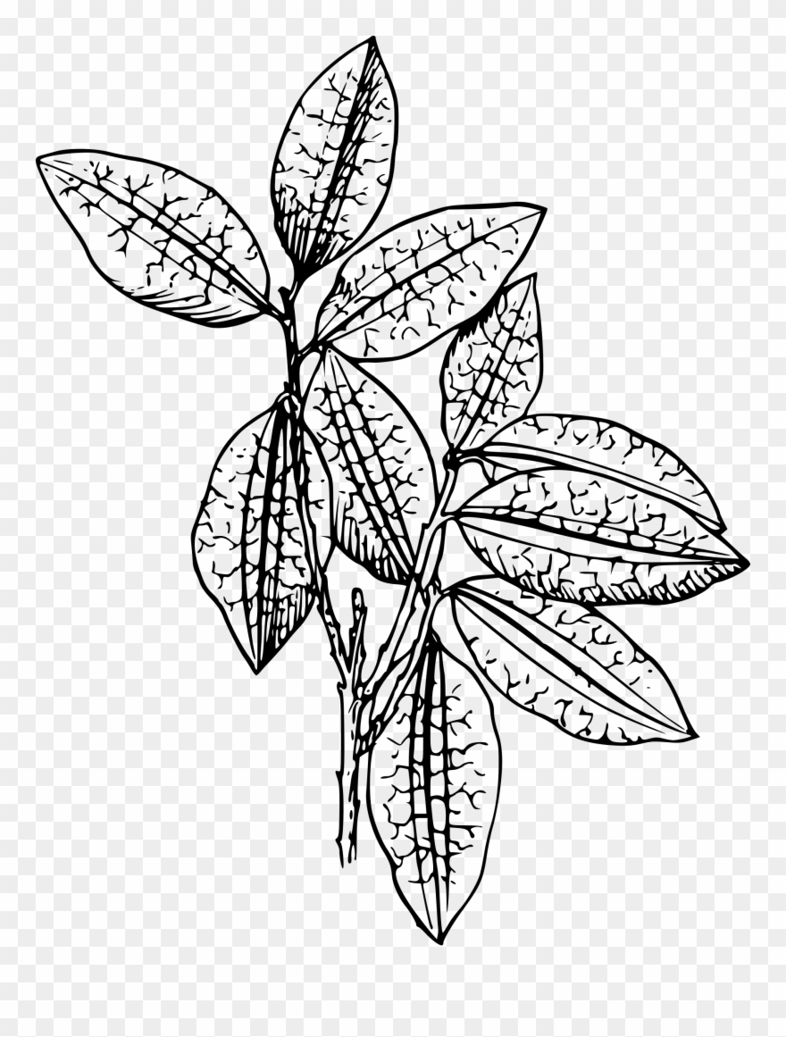 Fast And Easy To Build A Cheap Shed - Plant Clip Art - Png Download