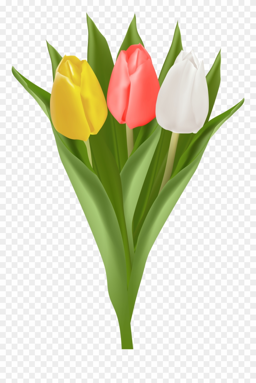 Tulip Clipart