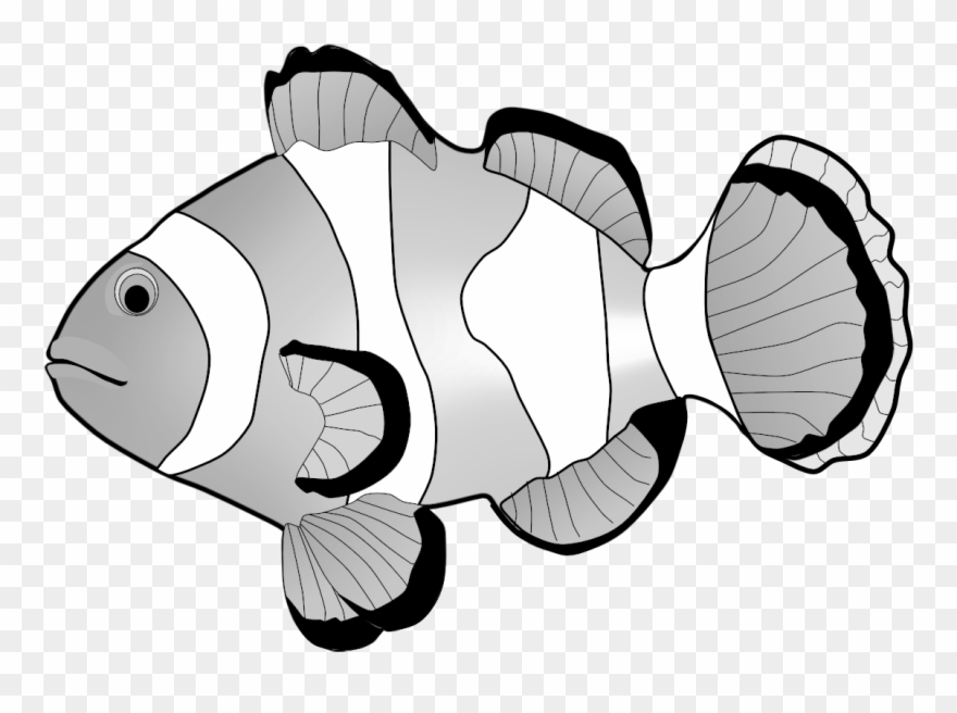 Clownfish Clipart - Clown Fish Clipart Png Transparent Png