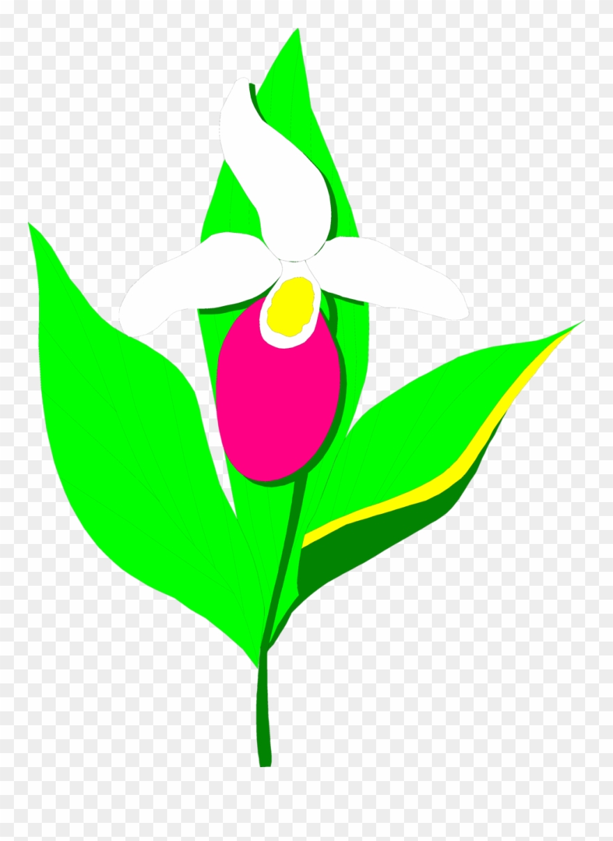 Orchid Flower Clip Art - Clip Art - Png Download