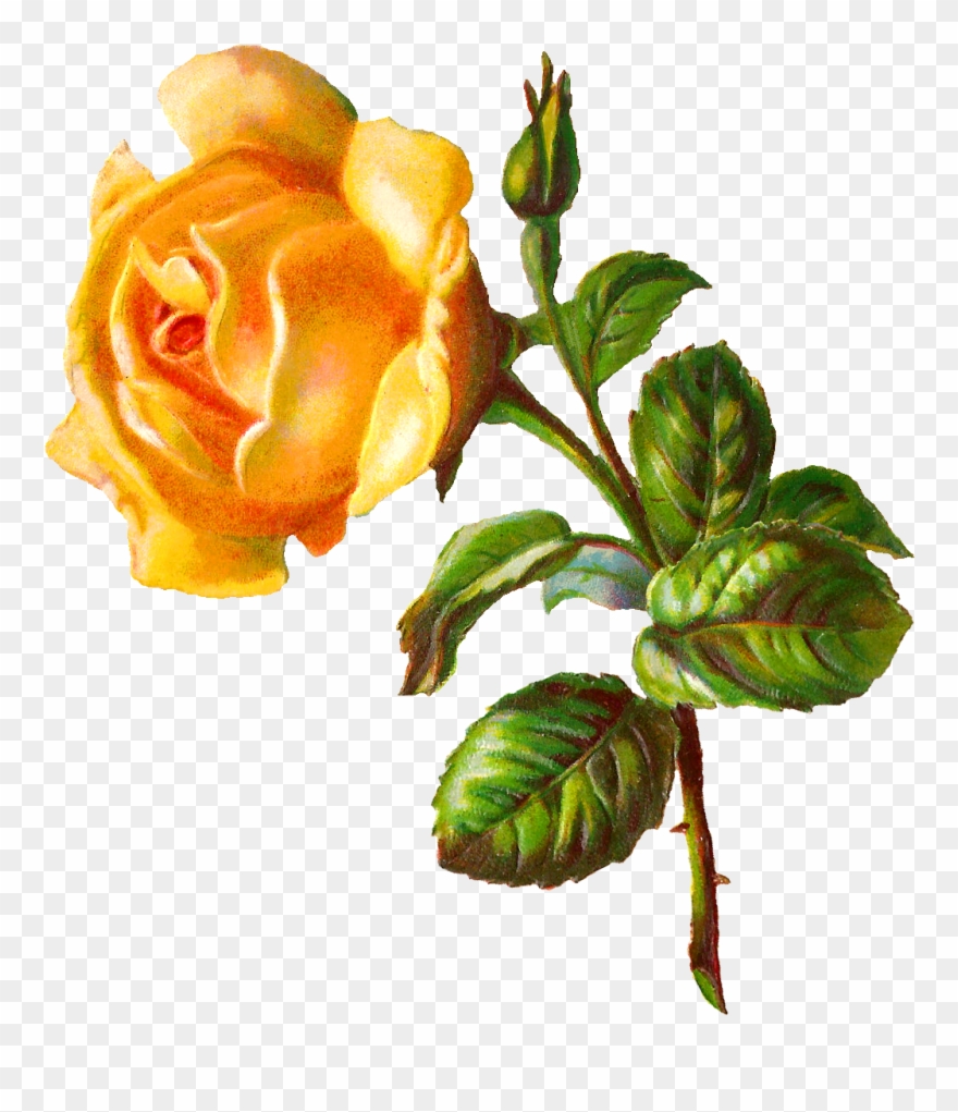 Digital Rose Clip Art - Garden Roses - Png Download