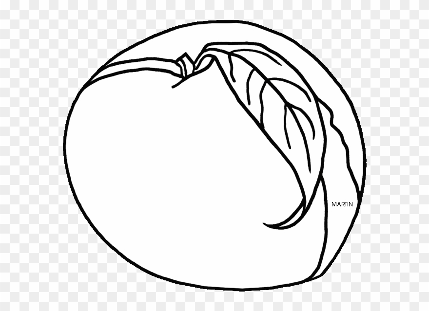 State Tree Fruit Of Alabama - Clip Art - Png Download